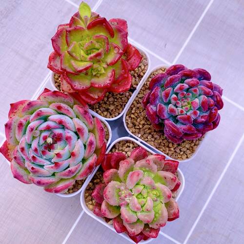 组四蒂亚蓝苹果水蜜桃香奈儿送盆土   6厘米