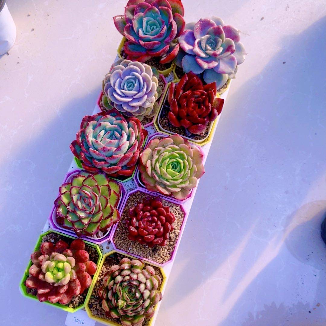 多肉植物精品十全十美  送彩盆 土 框架（6厘米左右）,鲜花速递/花卉仿真/绿植园艺,多肉植物,淘宝优惠券,粉丝福利购,淘宝优惠卷