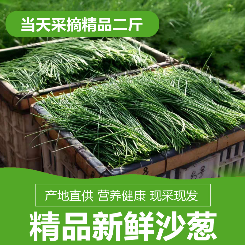 武威新鲜沙葱3斤包邮民勤大棚基地发野葱野菜独有温室培育|ruв категории водной мясо/свежие фрукты и овощи/еда, свежие овощи/овощной продукции, свежие овощи, 葱类 - от Buy2taobao.com для оказания профессиональной услуги покупки агента Taobao