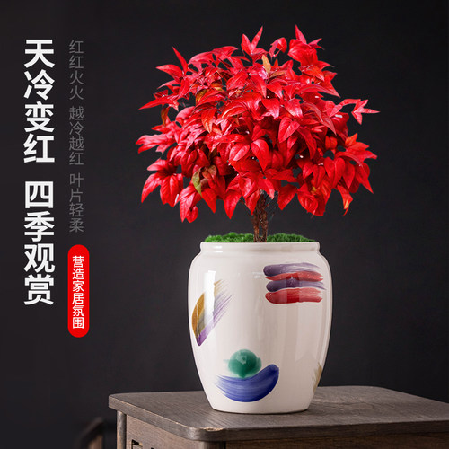 中式陶瓷花盆火焰南天竹发财树绿植盆栽带托多肉透气福盆家居摆件