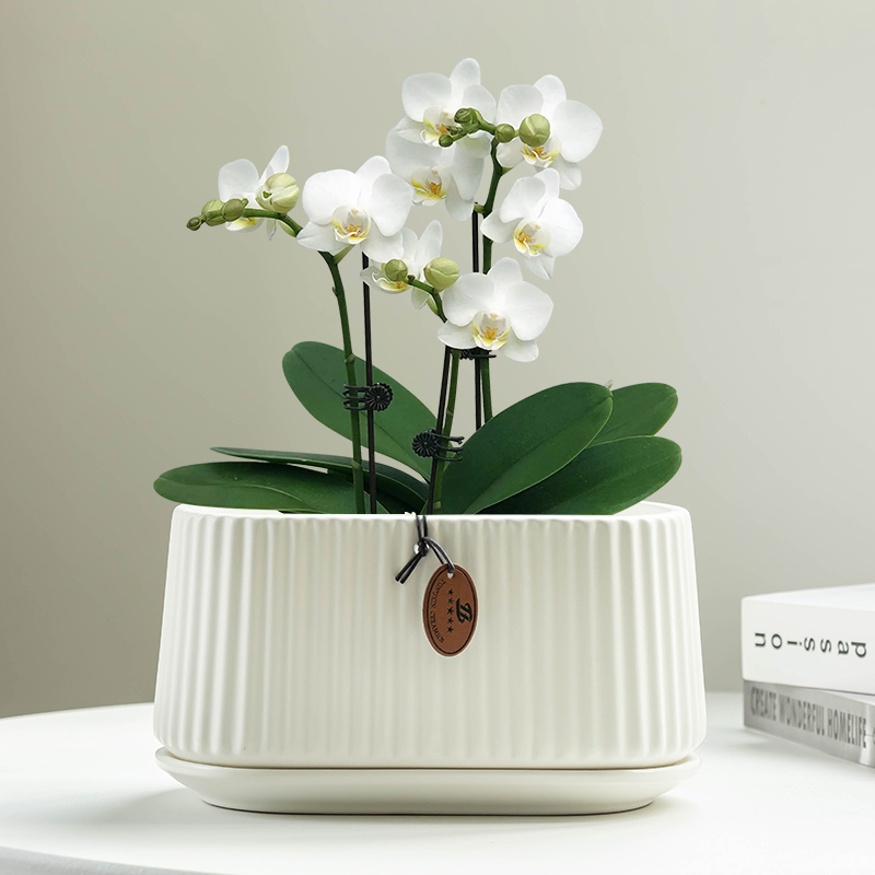 加厚耐用蝴蝶兰专用白色简约陶瓷