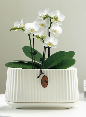 欧式创意竖纹蝴蝶兰专用兰花绿植简约白色家用清新透气加厚耐用盆