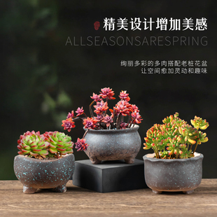 多肉花盆陶瓷透气粗陶陶瓷花盆器做旧素烧创意套装 肉肉大小口径