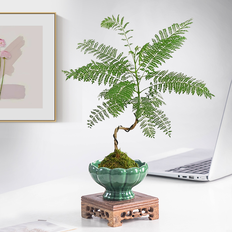 中式苔藓球盆陶瓷花盆无孔水培蕨类盆室内装饰桌面微景造景盆景盆