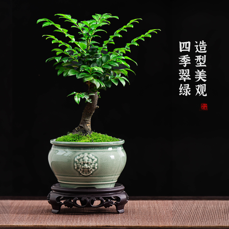 桌面摆件盆栽花盆中国风陶瓷