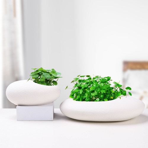 鹅蛋花盆黑白大小特价清仓室内