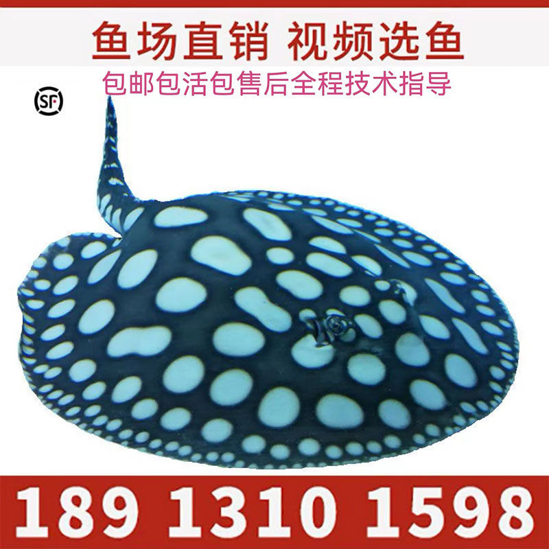 魟鱼活体打氧热带观赏白子化纹黑帝金虹皇冠黑白小鱼苗练手鱼厂家