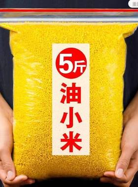 2025年新米5斤散装山西黄小米农家小米粗粮