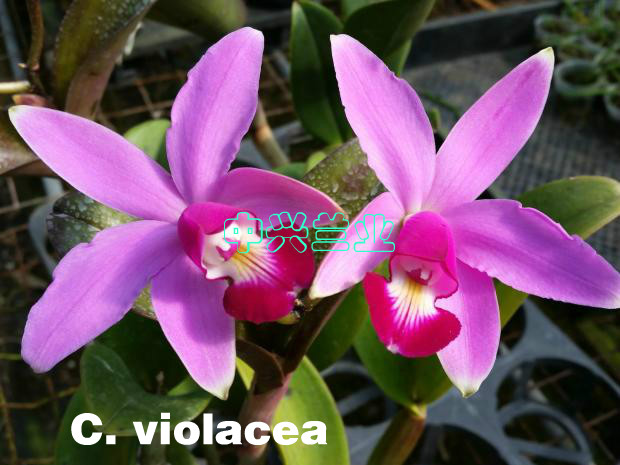 中兴兰业原种卡特兰女神 C. violacea x sib