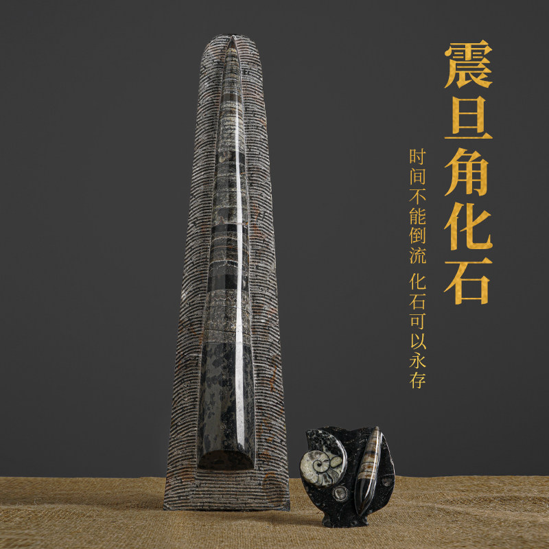 古生物海洋化石震旦角石新中式客厅落地摆件入户玄关装饰收藏送礼