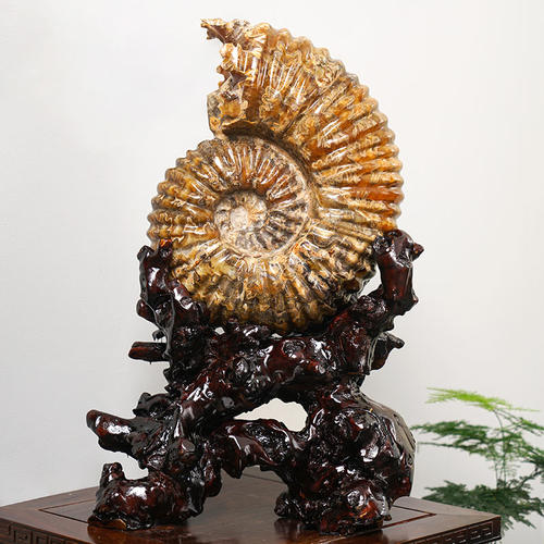 古生物化石螺菊石带底座桌面摆件