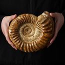 菊石化石海螺贝壳化石中古摆件 饰古生物教学标本菊螺原石 玄关装