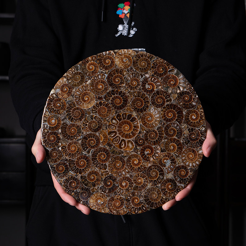 玄关电视柜饰品天然玉化菊螺化石切片摆件新中式装饰开业乔迁礼物