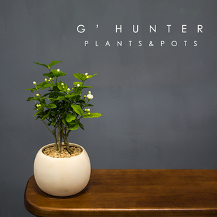 绿色捕手 茉莉花植物盆栽 木犀科 开花香味绿植白色花朵轻盈雅淡