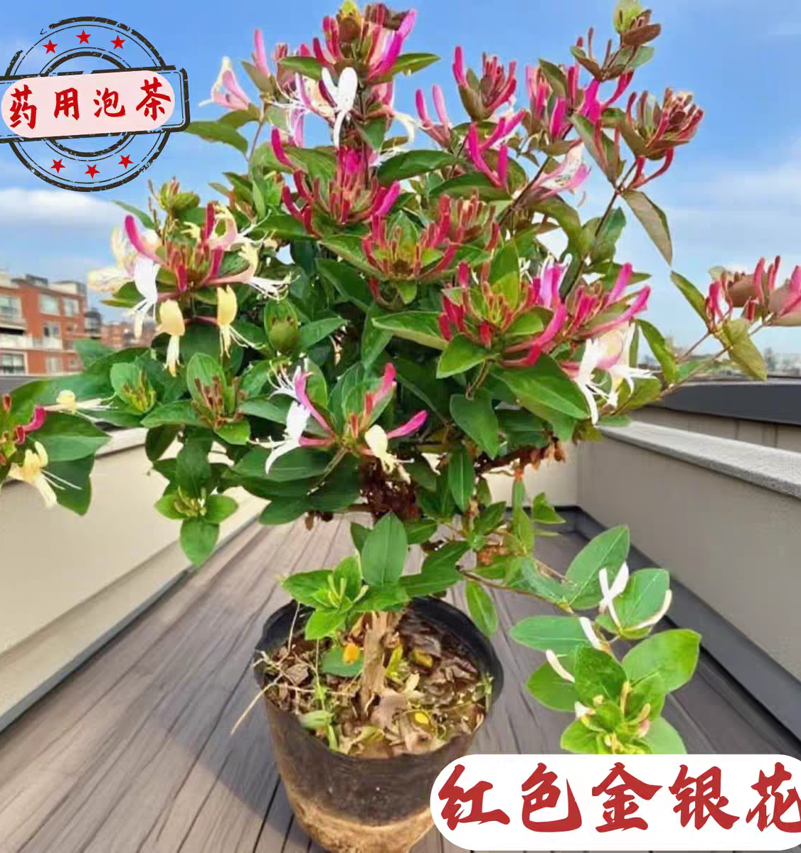 红色金银花树苗盆景盆栽绿植
