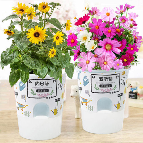 diy幼儿园开心农场罐头花卉植物