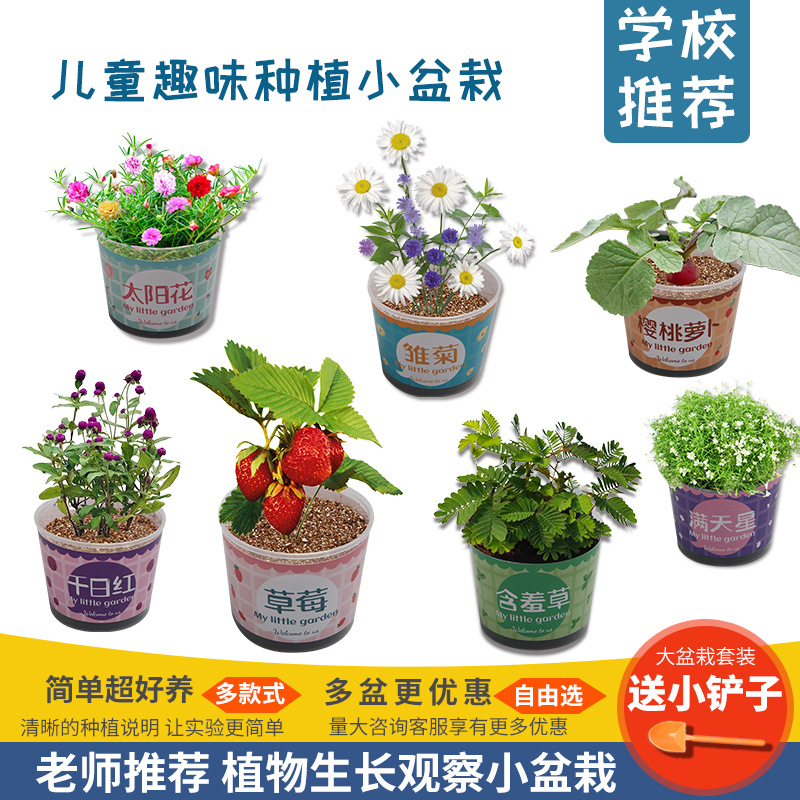 DIY自吸水植物盆栽科技小制作儿童科学实验玩具幼小手工种植