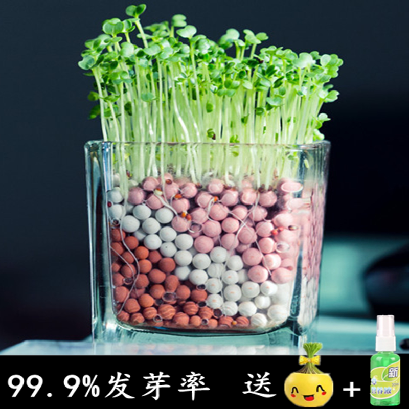 小花农种子爱情草负离子桌面diy玻璃瓶小盆栽陶碳泥水培迷你植物