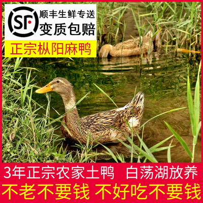 枞阳特产三年老鸭白荡湖农家散养