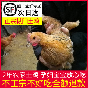 老母鸡土鸡走地鸡草鸡柴鸡笨鸡新鲜现杀安徽皖南农家散养乌鸡整只