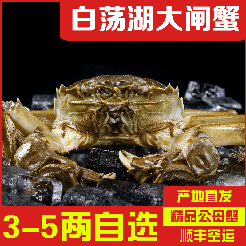 白荡湖鲜活公母大闸蟹精品好蟹