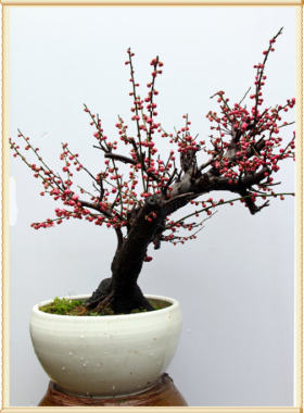 室内盆栽盆景花卉红梅花苗树桩盆景红梅腊梅盆栽梅花当年开花实拍