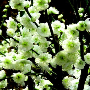 梅花苗 红梅盆景 树桩花卉 素心腊梅盆栽庭院耐寒花卉绿梅包邮