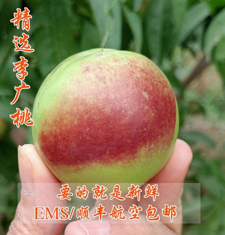 敦煌特产李广桃非油桃早熟桃爆甜新鲜时令孕妇水果紫胭桃现摘现发
