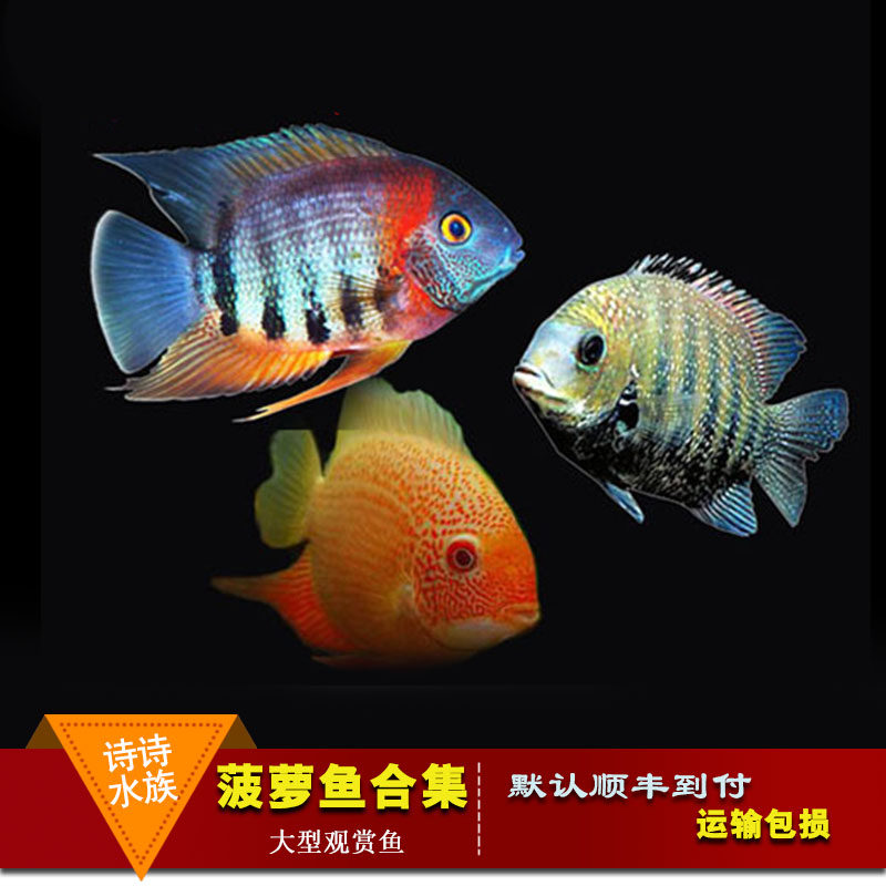 南美食土鲷喷点菠萝鱼钻石菠萝鱼红肩绿菠萝鱼黄金菠萝观赏鱼活体|msdalam kategori haiwan peliharaan/makanan haiwan dan bekalan, Aquarium World, ikan - dari Buy2taobao.com untuk memberikan perkhidmatan ejen Taobao profesional membeli