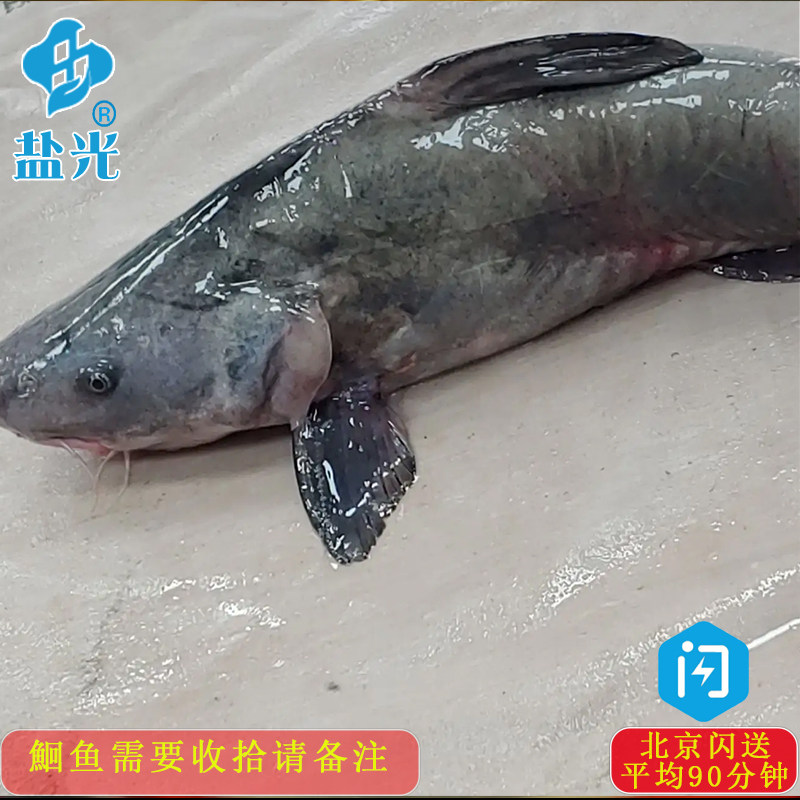 5-3斤/条清江鱼回鱼烤鱼店酒店专用淡水鱼江团酸菜鱼