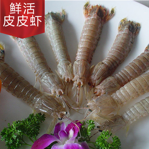 皮皮虾鲜活虾姑野生琵琶虾海鲜虾爬虾婆婆水产鲜活皮皮虾带膏