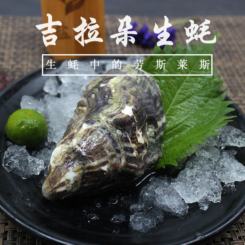 法国吉拉多吉拉朵Gillardeau 生蚝原装野生牡蛎N1海鲜活