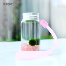 Водоросли мяч 包邮marimo马里莫海藻球微景观生态瓶迷你水培植物随身瓶营养液