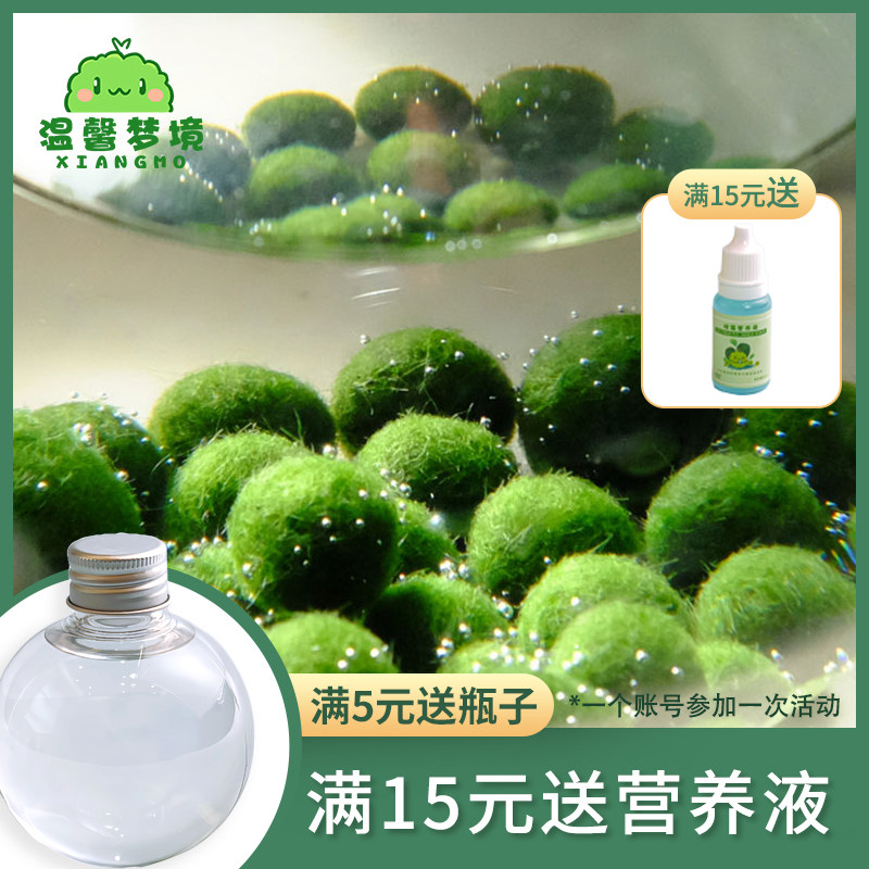marimo幸福莫海藻球宠物微景观生态瓶办公室水培植物绿球藻营养液