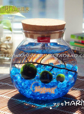 包邮MARIMO幸福海藻球微景观生态瓶创意水族鱼缸水培植物小盆栽