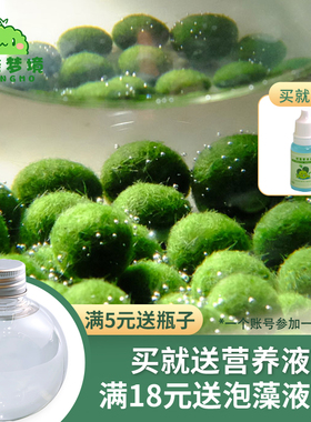 marimo幸福莫海藻球宠物微景观生态瓶办公室水培植物绿球藻营养液