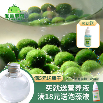 marimo幸福莫海藻球宠物微景观生态瓶办公室水培植物绿球藻营养液