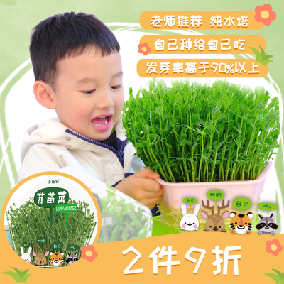 幼儿园种植观察豆苗已活老师推荐