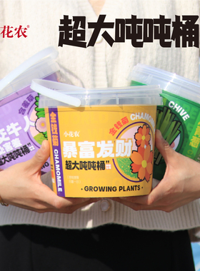 小花农桌面迷你绿植猫草罐头植物盲盒创意盆栽种子草莓向日葵种植