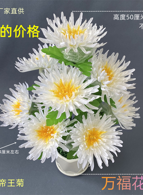万福花业菊花厂家直供
