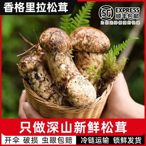 云南纯野生新鲜松茸菌菇出口级别