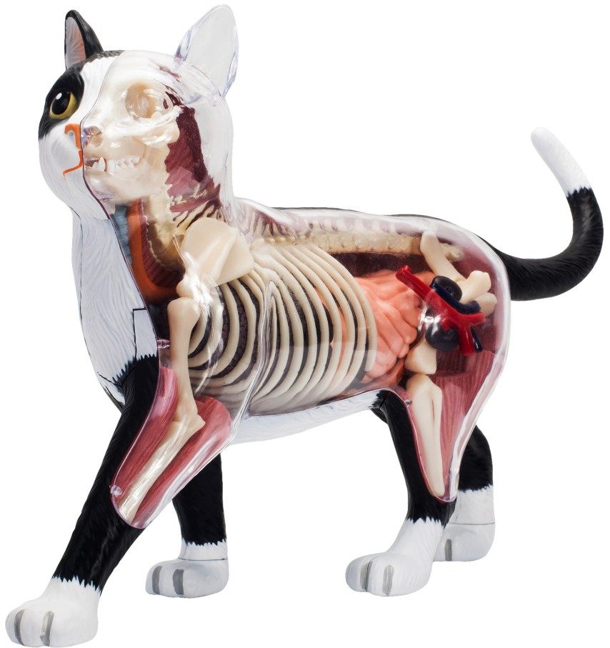 4dmaster猫大猩猩鳄鱼鲨鱼海豚海洋动物哺乳动物解剖拼装模型标本