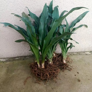 红果万年青 中华万年青结婚订婚 乔迁搬家上梁盖房绿化盆栽苗