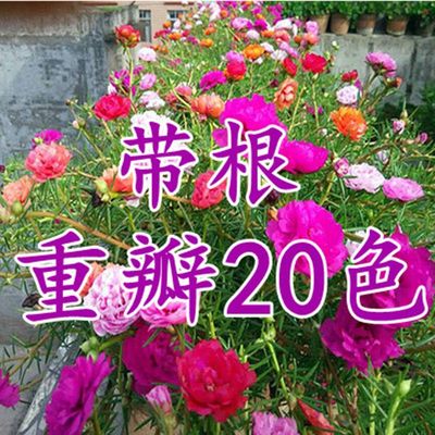 重瓣太阳花苗盆栽绿植庭院包对版