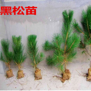 黑松树苗黑松苗日本黑松小苗庭院绿植盆栽盆景造型素材苗圃直销