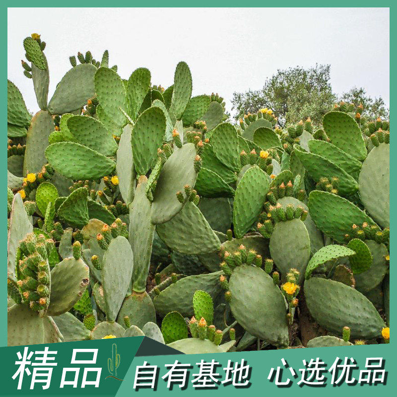 墨西哥胭脂掌仙人掌红花多肉米邦塔沙生植物景观造景设计北欧风