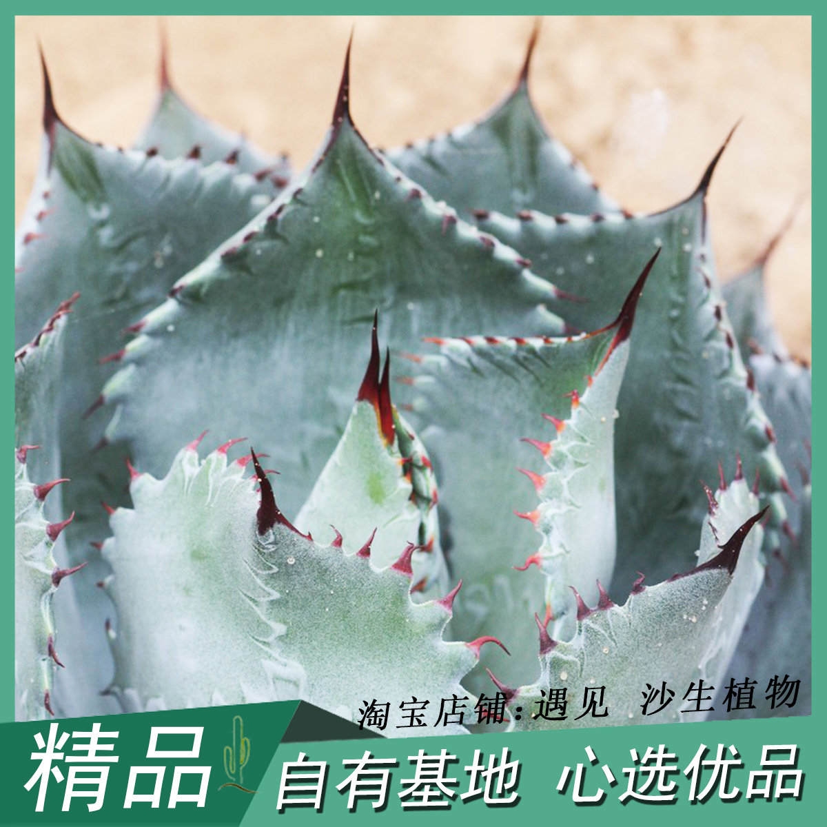 雷神龙舌兰科潮流易养植物简单易养沙漠绿植民宿户外造景庭院盆栽