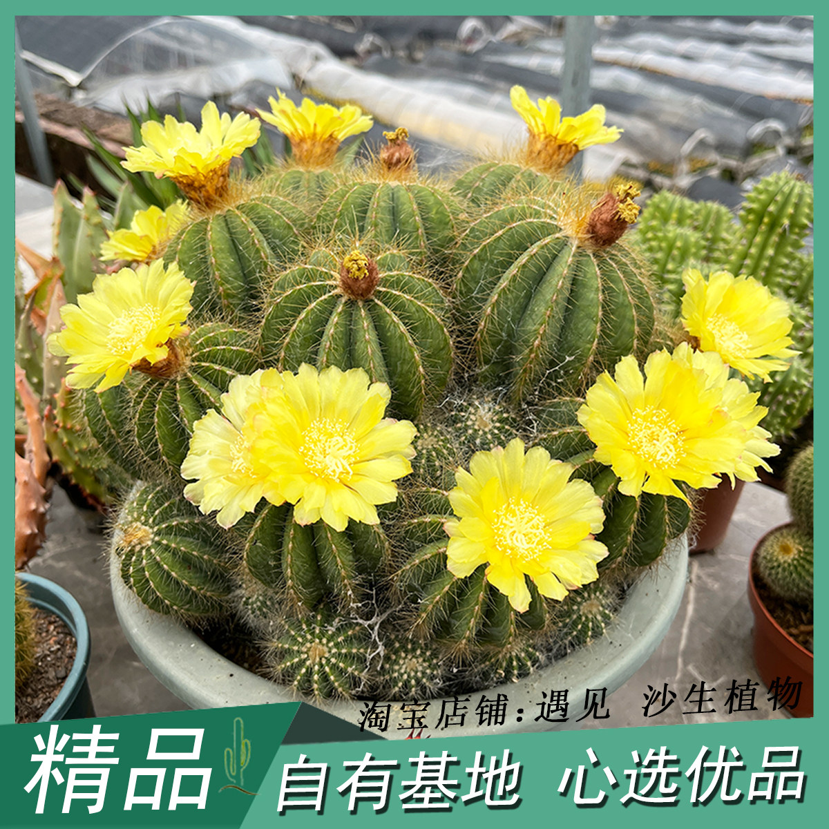 金冠银冠多头群生开花仙人球庭院阳台景观造景设计沙生多肉植物