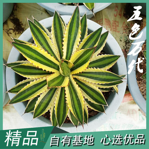 超大五色万代龙舌兰科本多肉植物