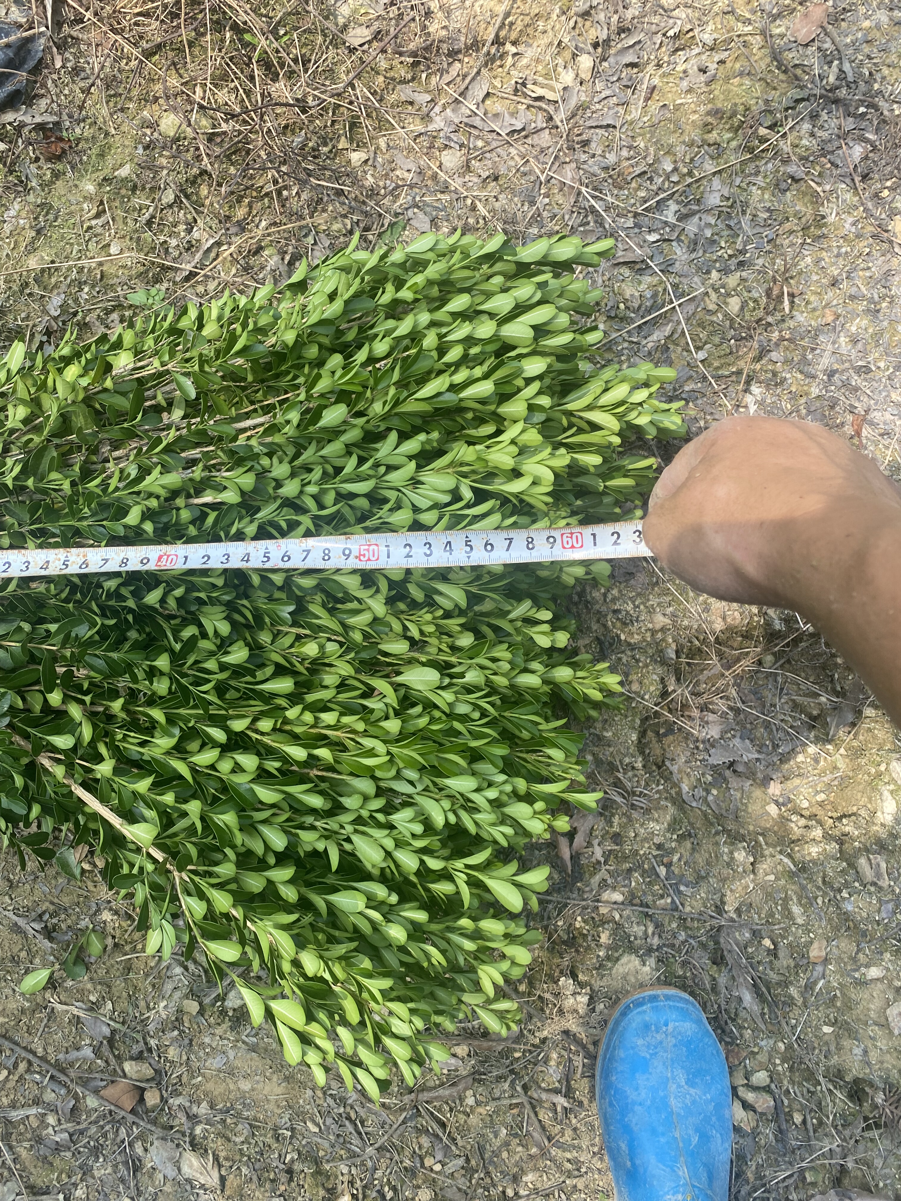 包邮黄杨绿化小苗厘米庭院工程